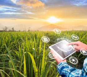 Innovation technology for smart farm system, Agriculture management, Hand holding smartphone with smart technology concept. asian male farmer working in Sugarcane farm To collect data to study.